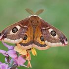 Kleines Nachtpfauenauge (Saturnia pavonia)