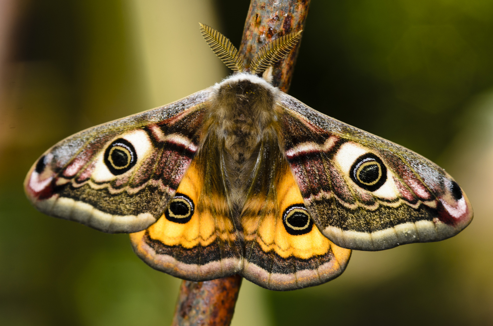 Kleines Nachtpfauenauge (Saturnia pavonia)