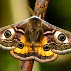 Kleines Nachtpfauenauge (Saturnia pavonia)