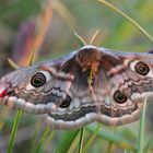 Kleines Nachtpfauenauge (Saturnia pavonia)