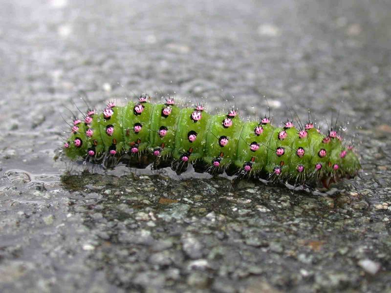 Kleines Nachtpfauenauge (Saturnia pavonia)