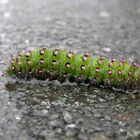 Kleines Nachtpfauenauge (Saturnia pavonia)