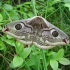 Kleines Nachtpfauenauge (Saturnia pavonia)