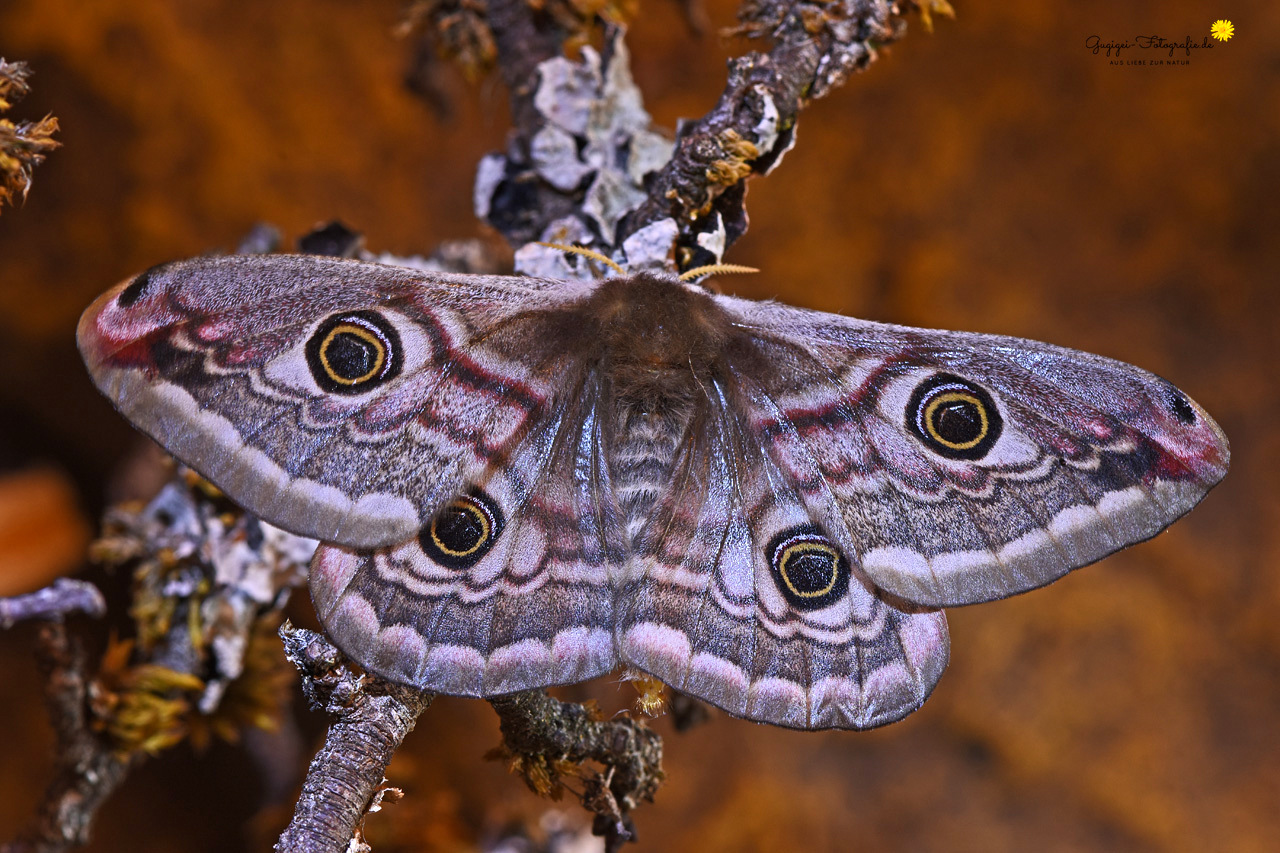 Kleines Nachtpfauenauge (Saturnia pavonia)