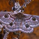 Kleines Nachtpfauenauge (Saturnia pavonia)