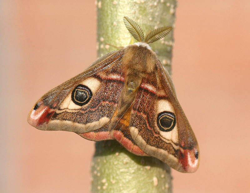 Kleines Nachtpfauenauge - Saturnia pavonia