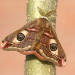 Kleines Nachtpfauenauge - Saturnia pavonia