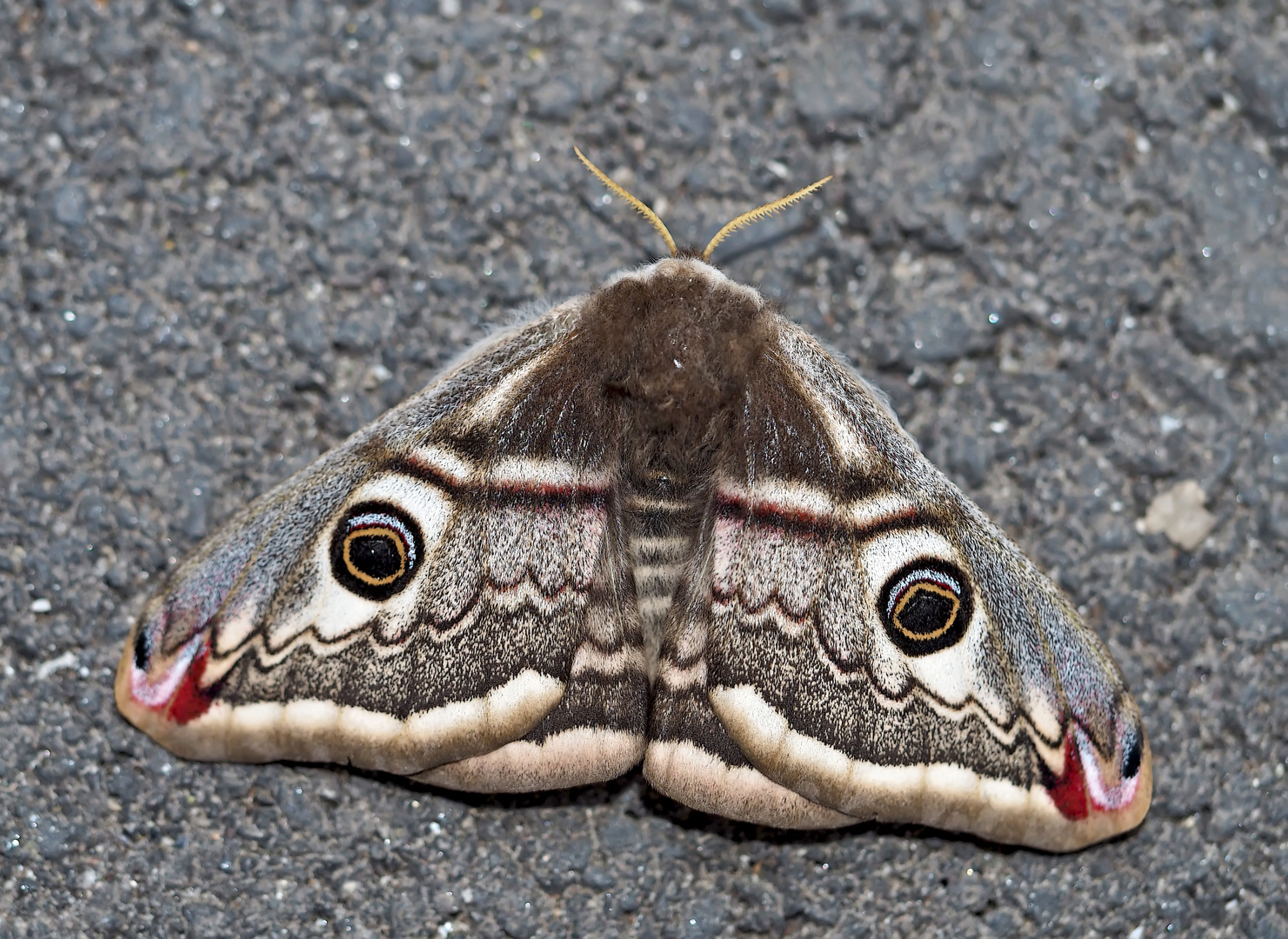 Kleines Nachtpfauenauge (Saturnia pavonia) - Le petit Paon de Nuit (Eudia pavonia).