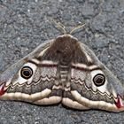 Kleines Nachtpfauenauge (Saturnia pavonia) - Le petit Paon de Nuit (Eudia pavonia).