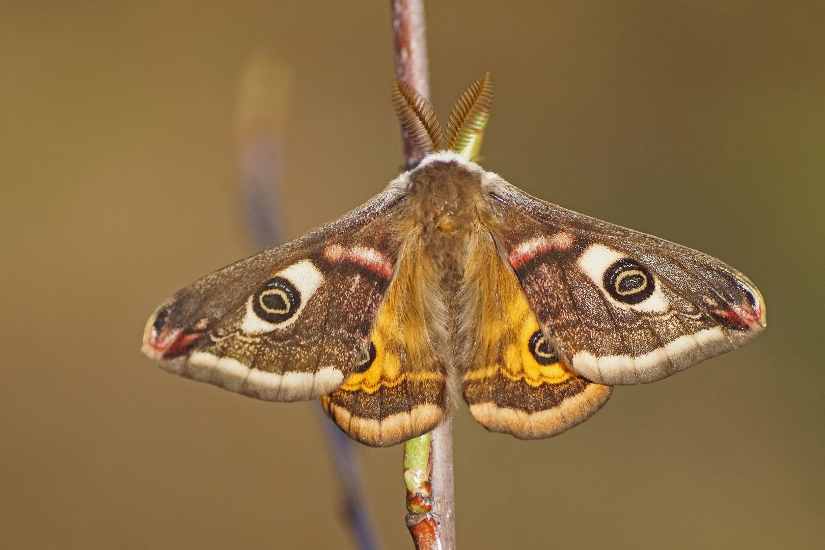 Kleines Nachtpfauenauge (Saturnia pavonia), Männchen