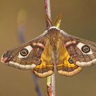 Kleines Nachtpfauenauge (Saturnia pavonia), Männchen