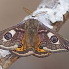 Kleines Nachtpfauenauge (Saturnia pavonia), Männchen