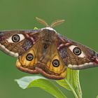 Kleines Nachtpfauenauge (Saturnia pavonia), Männchen