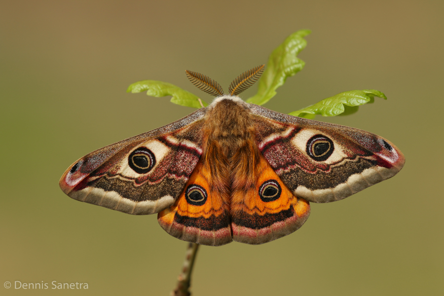 Kleines Nachtpfauenauge (Saturnia pavonia) Männchen