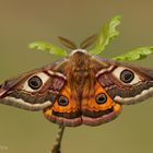 Kleines Nachtpfauenauge (Saturnia pavonia) Männchen