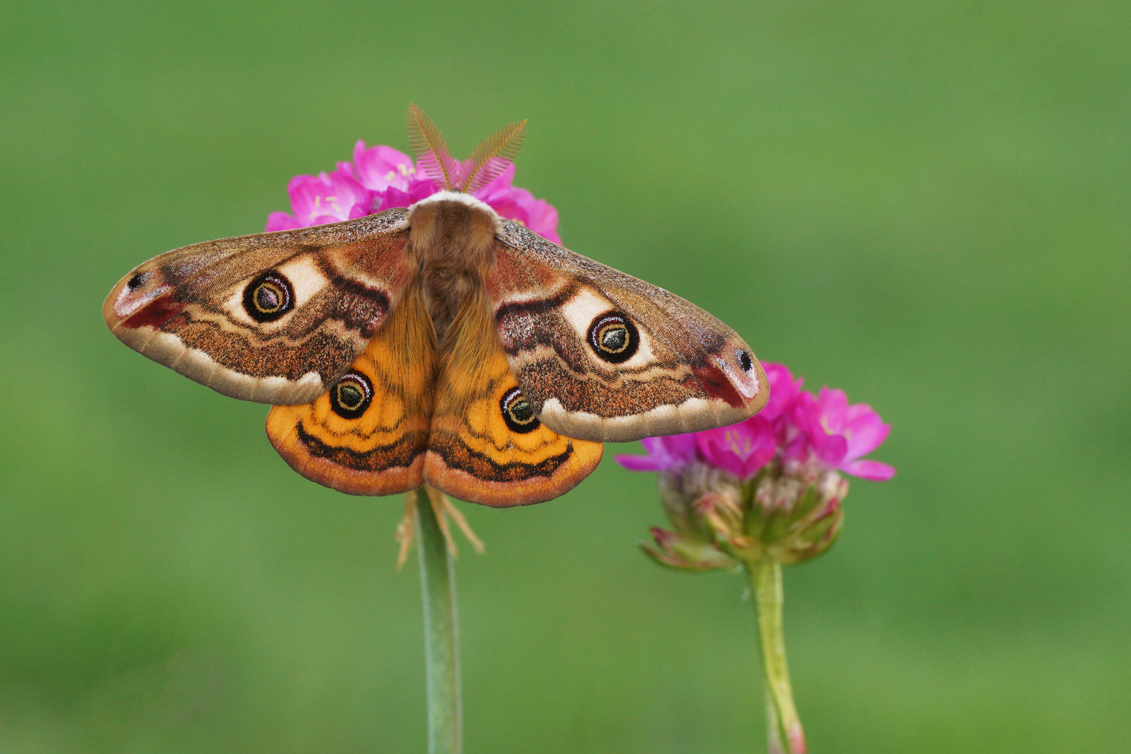 Kleines Nachtpfauenauge (Saturnia pavonia) Männchen 