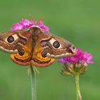 Kleines Nachtpfauenauge (Saturnia pavonia) Männchen 