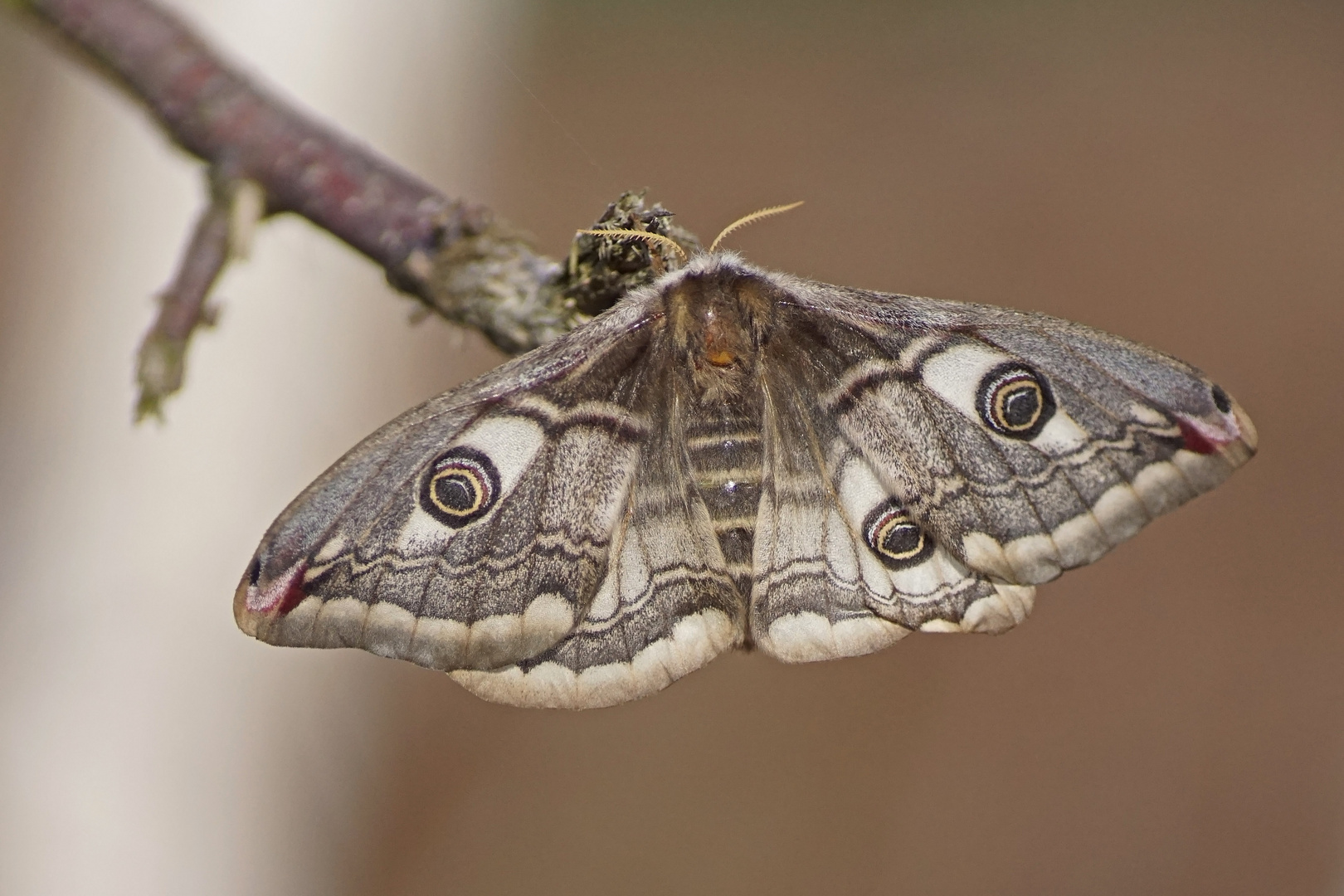 Kleines Nachtpfauenauge (Saturnia pavonia), Weibchen