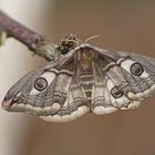 Kleines Nachtpfauenauge (Saturnia pavonia), Weibchen