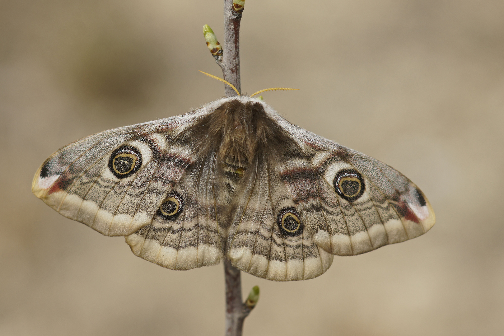 Kleines Nachtpfauenauge (Saturnia pavonia), Weibchen