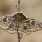 Kleines Nachtpfauenauge (Saturnia pavonia), Weibchen