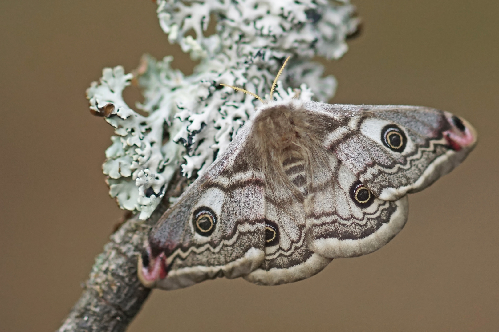 Kleines Nachtpfauenauge (Saturnia pavonia), Weibchen