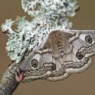 Kleines Nachtpfauenauge (Saturnia pavonia), Weibchen