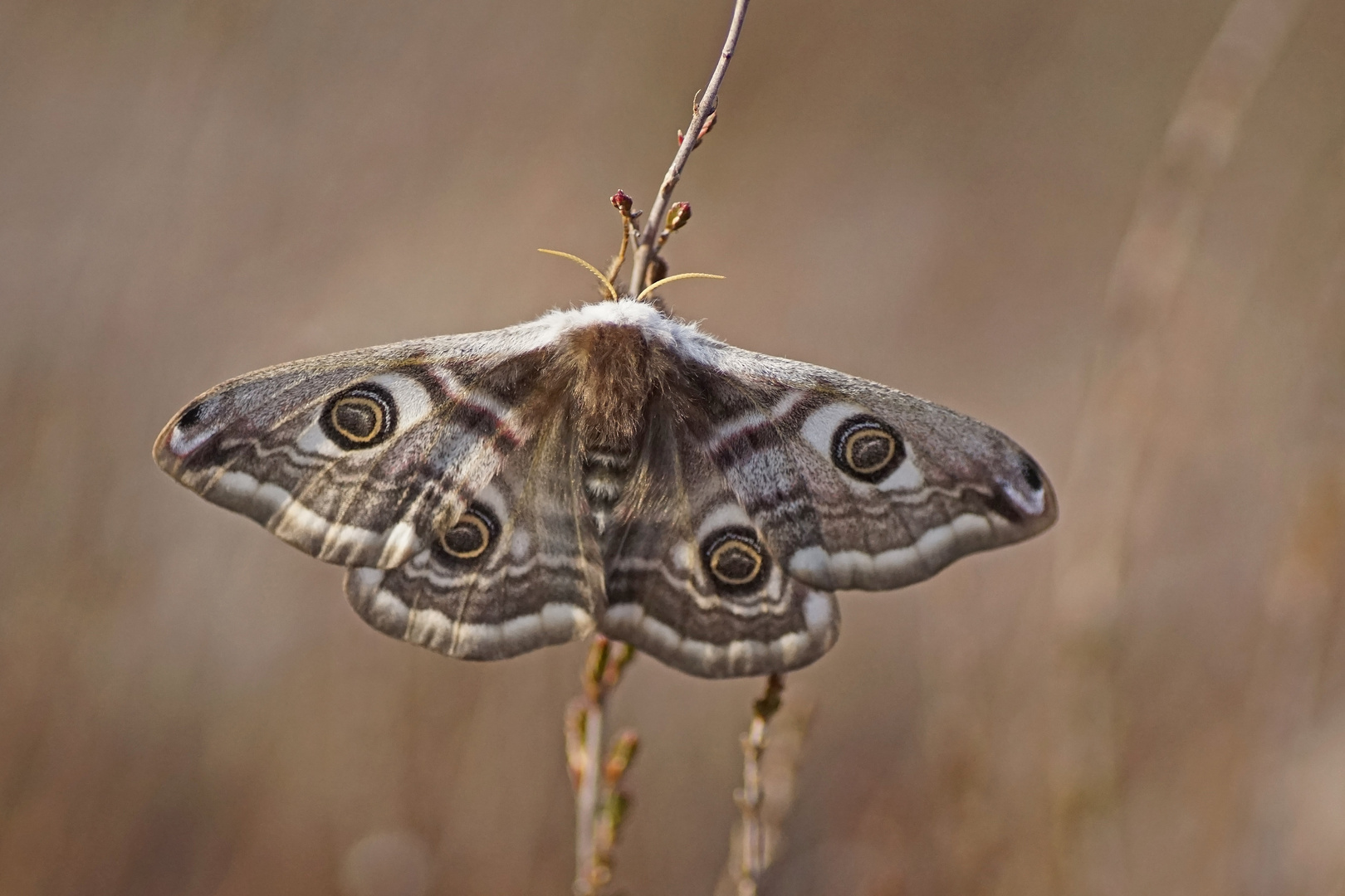 Kleines Nachtpfauenauge (Saturnia pavonia), Weibchen