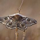 Kleines Nachtpfauenauge (Saturnia pavonia), Weibchen