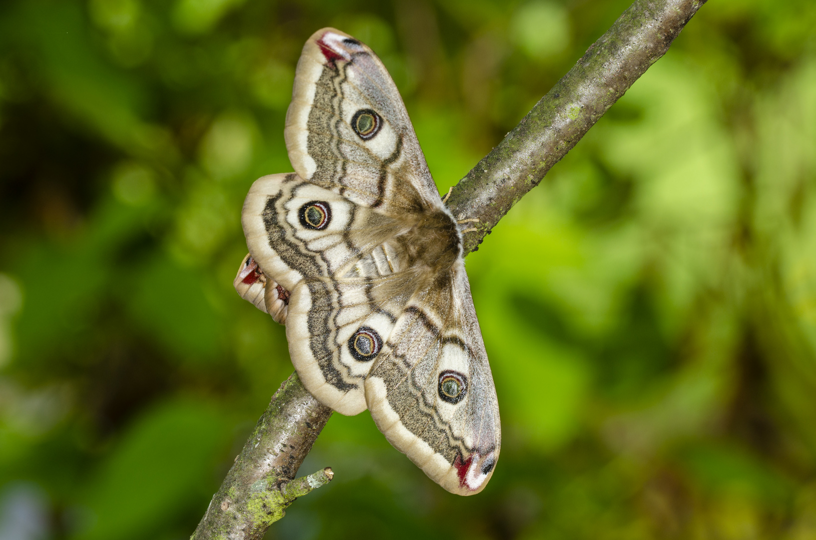 Kleines Nachtpfauenauge, Weibchen (Saturnia pavonia)