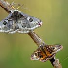 Kleines Nachtpfauenauge, Weibchen und Männchen (Saturnia pavonia)