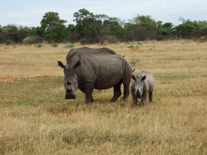 kleines Nashorn