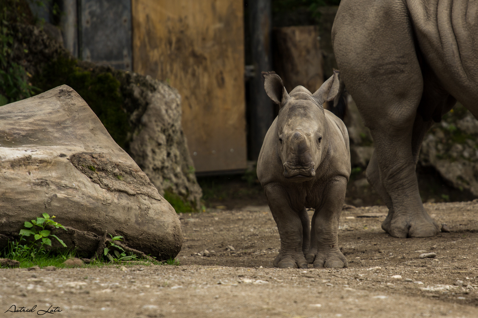 Kleines Nashorn im Zoo Salzburg