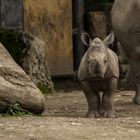 Kleines Nashorn im Zoo Salzburg