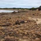 Kleines Naturwunder am Basham Beach.