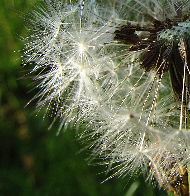 Kleines Naturwunder