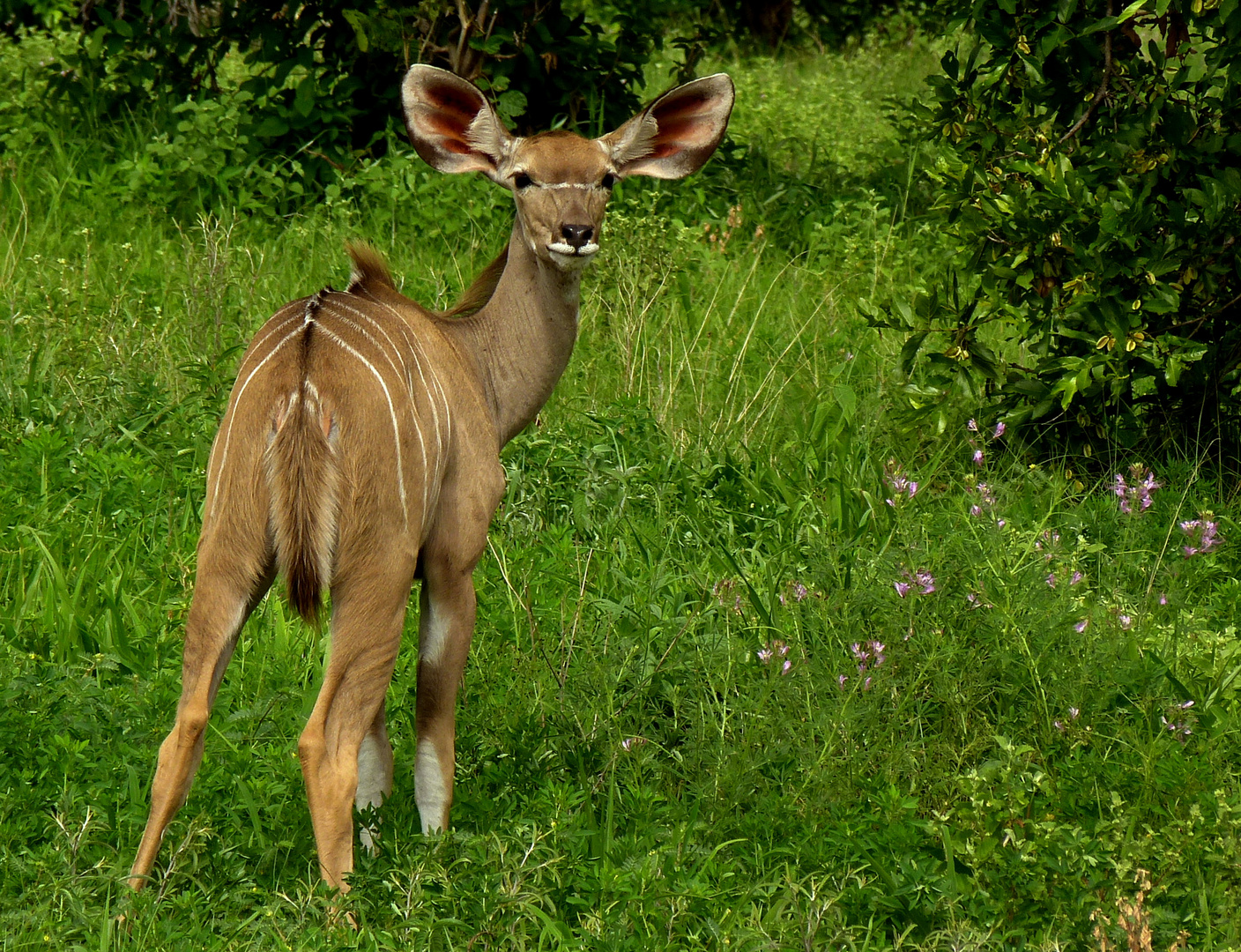 kleines neugieriges Kudu