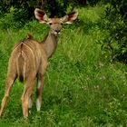 kleines neugieriges Kudu