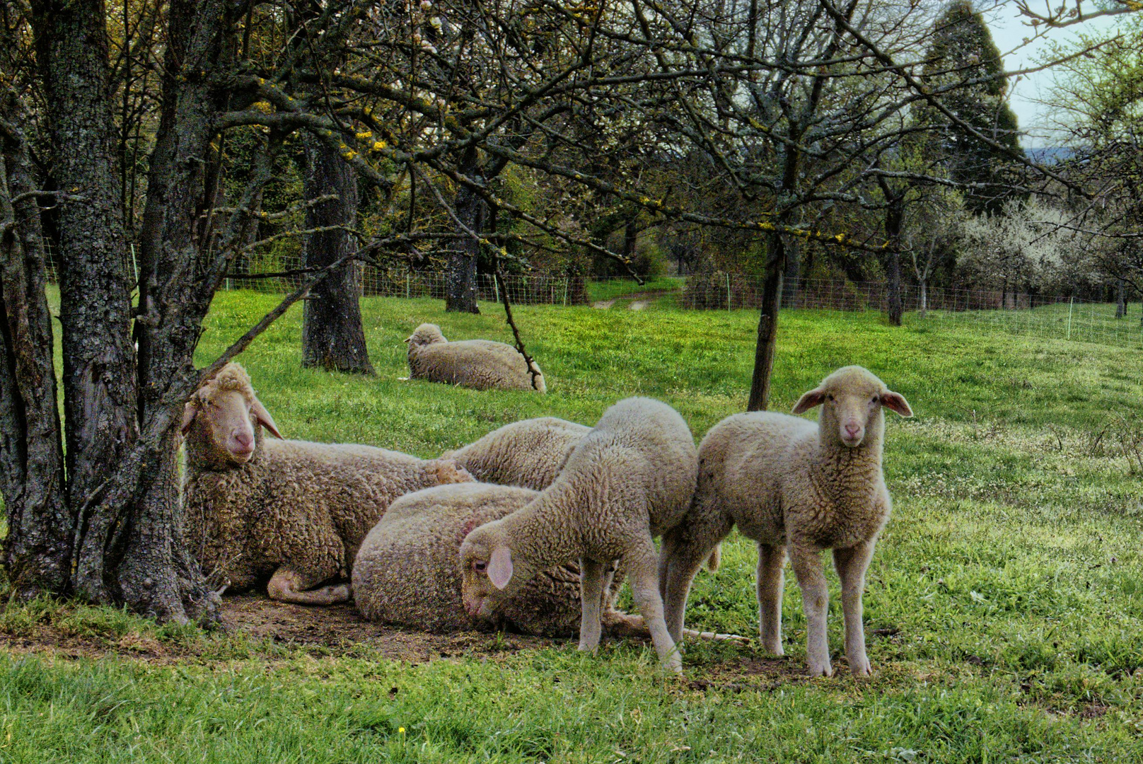 Kleines neugieriges Schaf