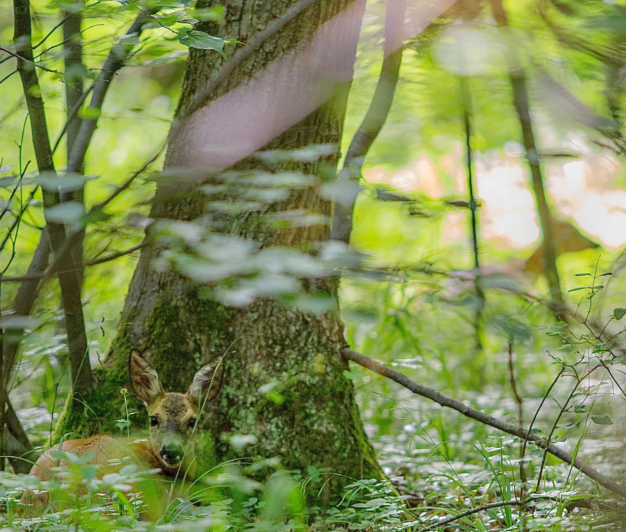 Kleines Nickerchen