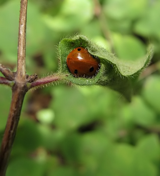 Kleines Nickerchen...