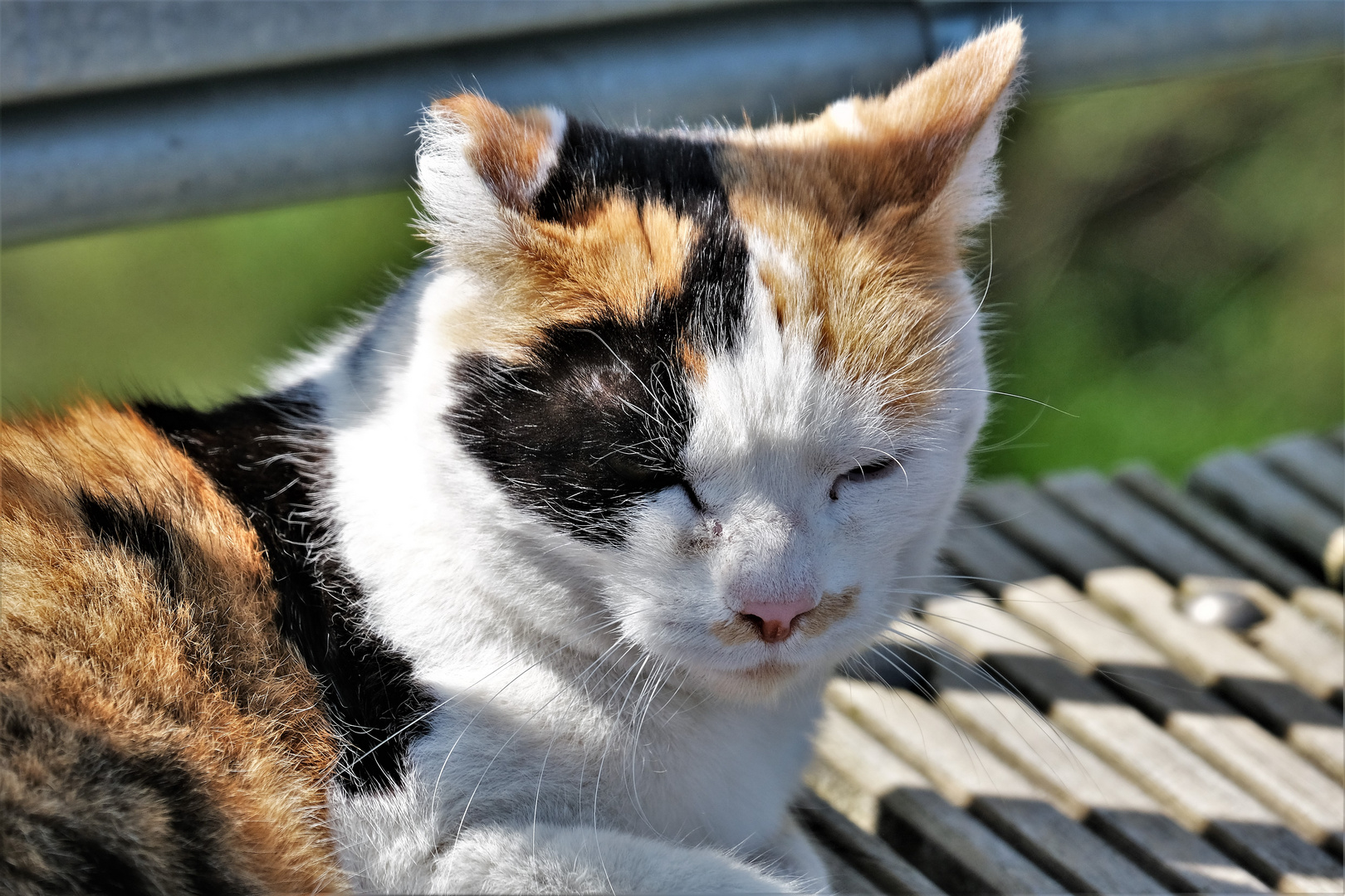 Kleines Nickerchen in der Sonne