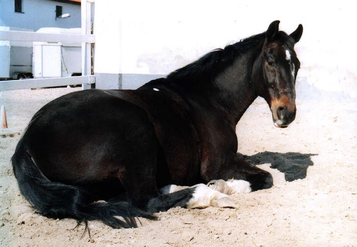 Kleines Nickerchen in Ehren