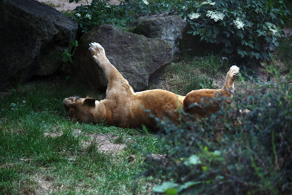 kleines Nickerchen - Löwin im Zoo Hannover