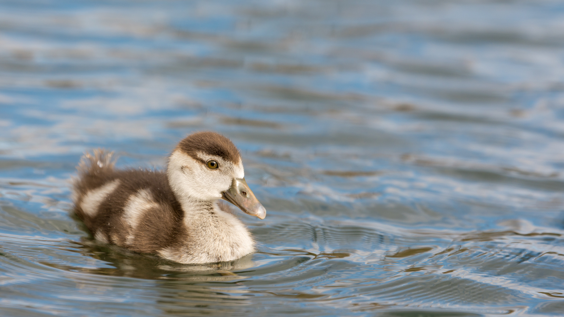 Kleines Nilgans