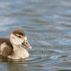 Kleines Nilgans