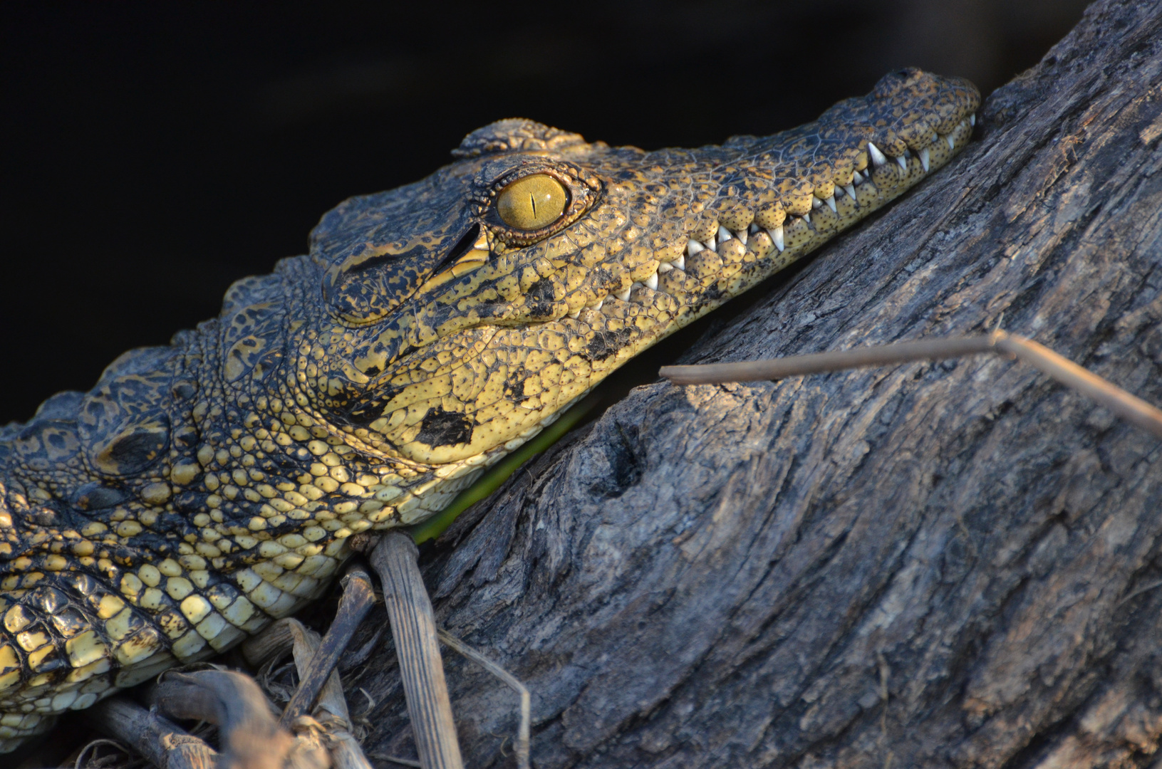 Kleines Nilkrokodil am Kwandofluss (Nord-Namibia)