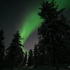 kleines Nordlicht mit Mond hinter den Bäumen