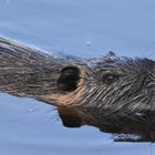 Kleines Nutria am Schwimmen