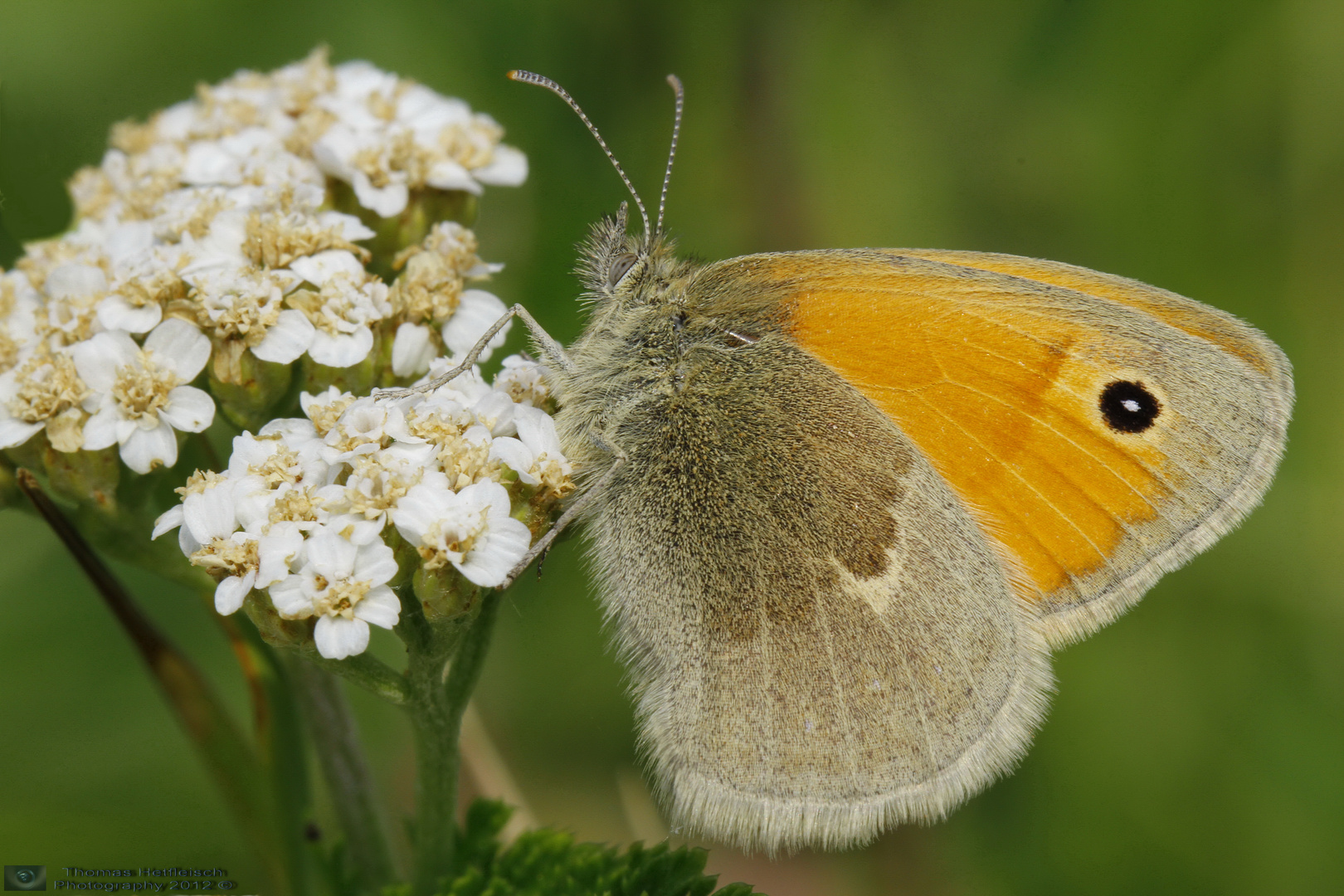 Kleines Ochsenauge! Foto & Bild tiere, wildlife, schmetterlinge